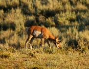 Yellowstone_pronghorn.jpg